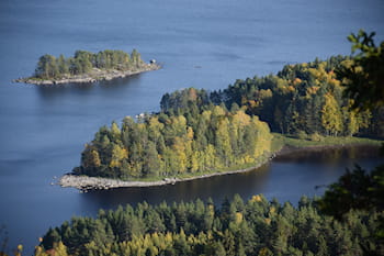 Koli